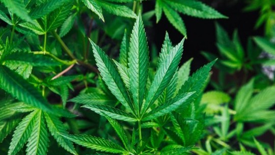 Ganja Growers Renew Call For Gov't To Improve Regulations For Local Industry