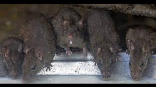Reduction Seen In Montego Bay Rat Infestation