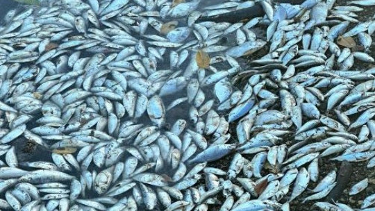 Kingston Harbour Fish Kill: Transparency Needed Says Environmental ...