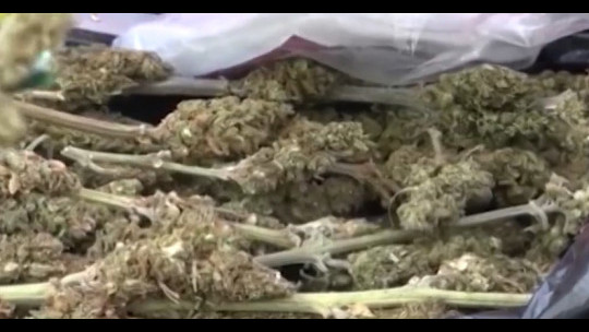 Jamaica's cannabis industry optimistic about possible US reclassification of marijuana