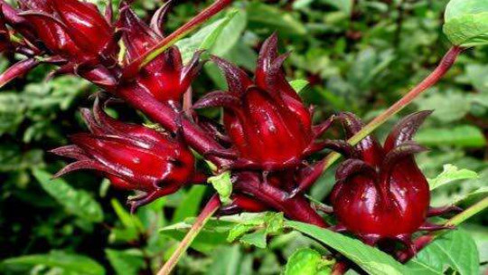 Jamaica's sorrel production takes further hit from Melissa