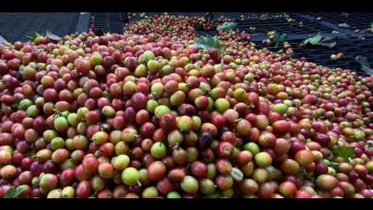 Rising fertiliser costs will hurt coffee industry - Grant