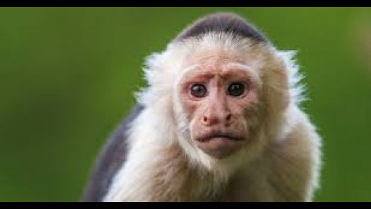 NEPA Probing Reports White-faced Capuchin Monkeys Seen In St