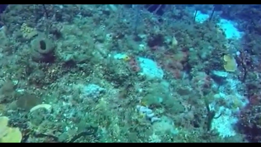 Jamaica's south coast coral reefs threatened by offshore oil exploration - report