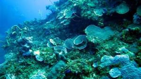 jamaican coral reefs